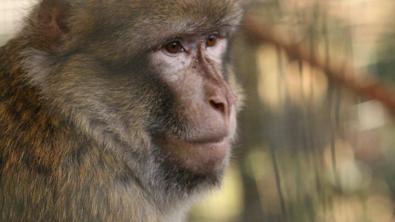 Monkey at Wild Futures Monkey Sanctuary in Looe