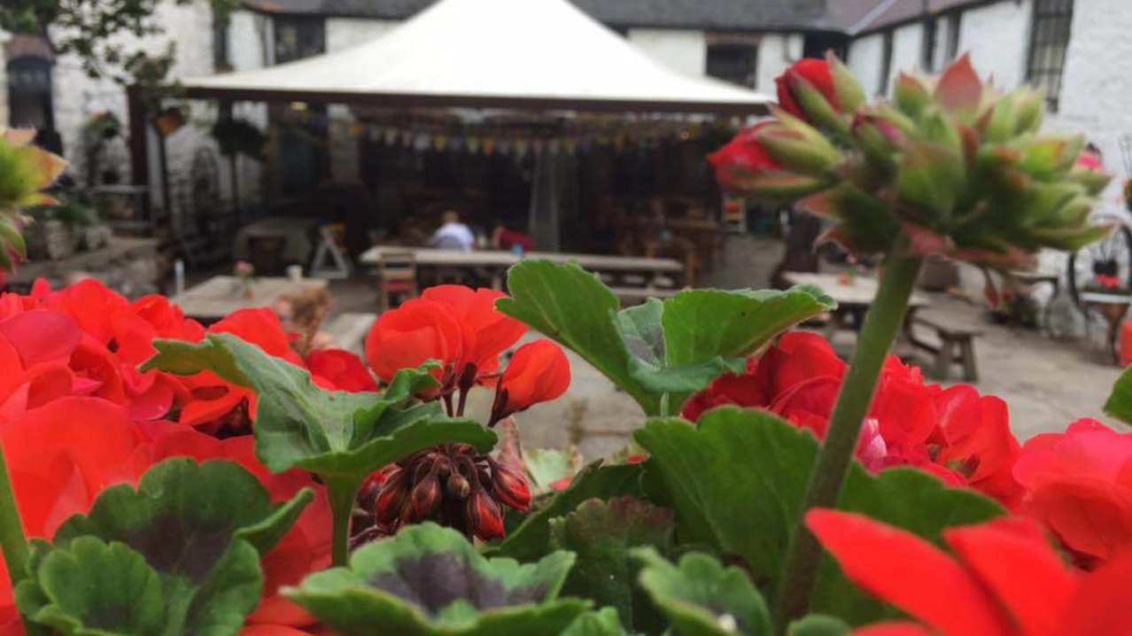 Flowers at Bodafon Farm Park in Conwy