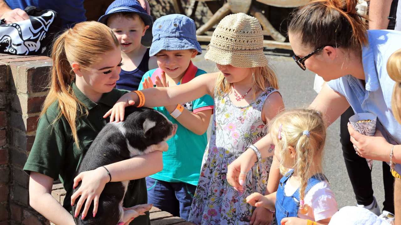 Kids petting piglet at Old MacDonalds Farm & Fun Park in Padstow Kids petting piglet at Old MacDonalds Farm & Fun Park in Padstow