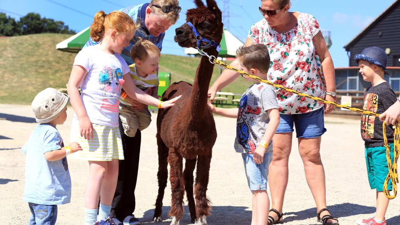 Family petting alpaca at Old MacDonalds Farm & Fun Park in Padstow Family petting alpaca at Old MacDonalds Farm & Fun Park in Padstow