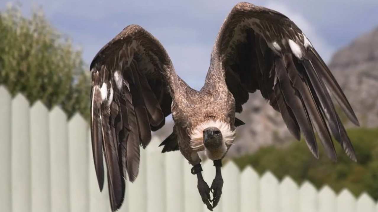 Vulture at Burren Bird of Prey Centre in Ballyvaughan Vulture at Burren Bird of Prey Centre in Ballyvaughan