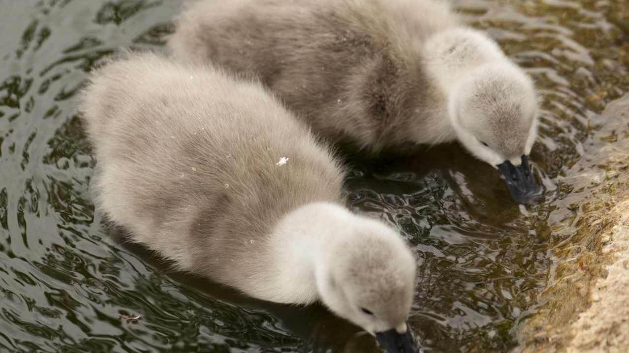 Grey cygnets at Stanton Park in Swindon Grey cygnets at Stanton Park in Swindon