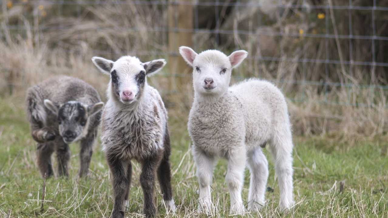Sheep at Wynford Farm Playbarn in Aberdeen