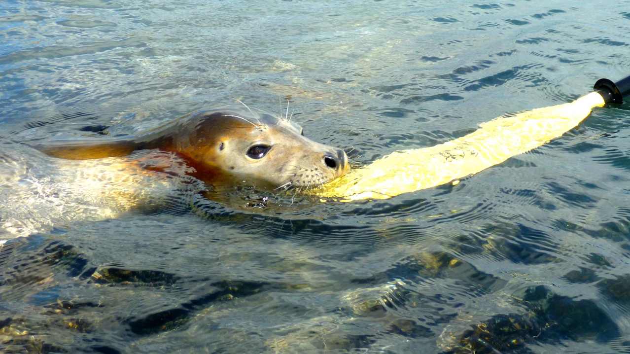 Seal at Sea Kayak Devon in Dartmouth Seal at Sea Kayak Devon in Dartmouth