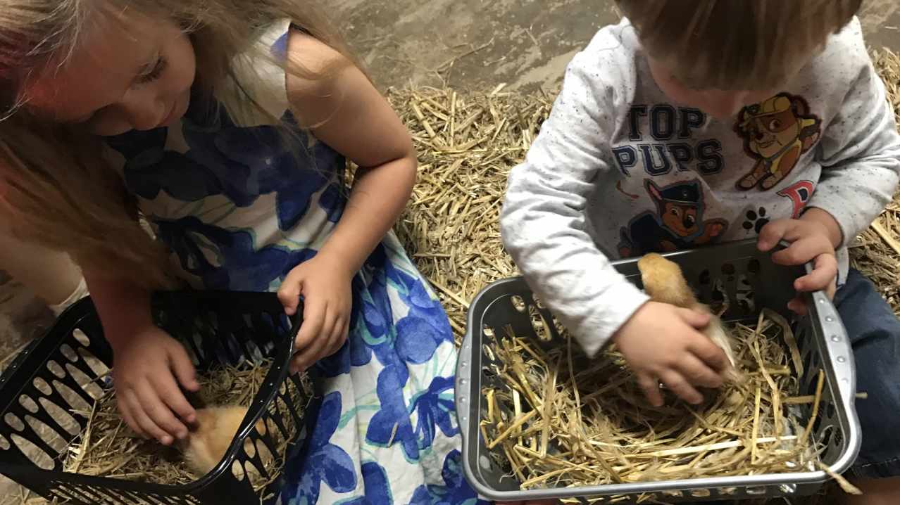 Kids petting chicks at Attwell Farm Park in Redditch