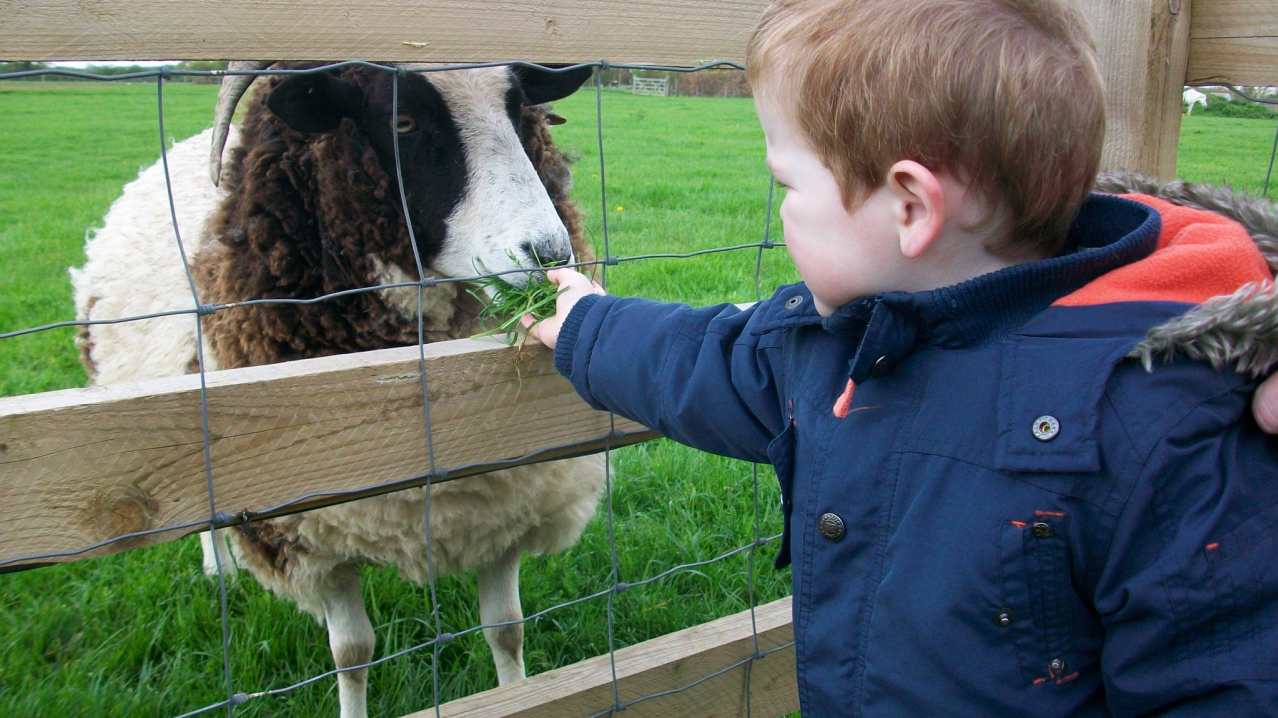 Boy feeding sheep at Hollow Trees in Ipswich