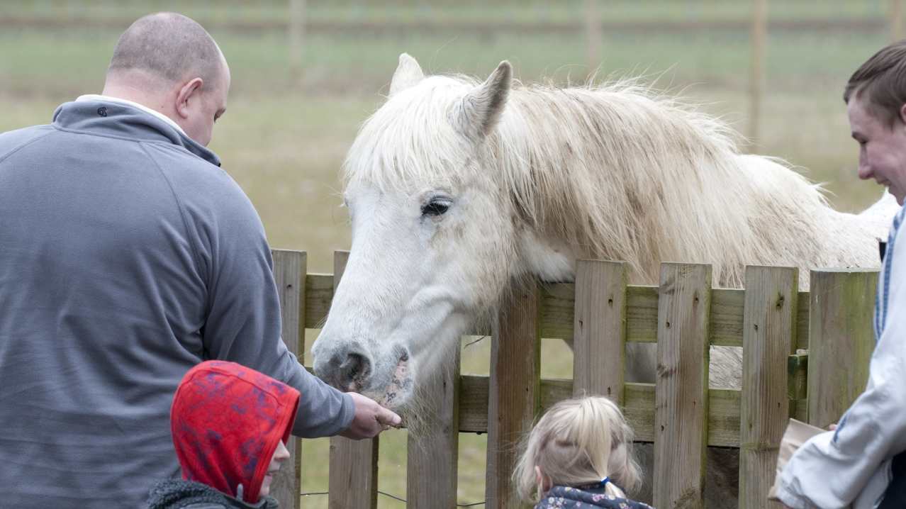Man feeding horse at Hollow Trees in Ipswich