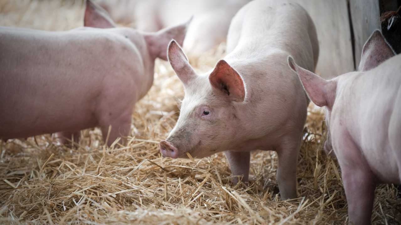 Piglets at Hollow Trees in Ipswich