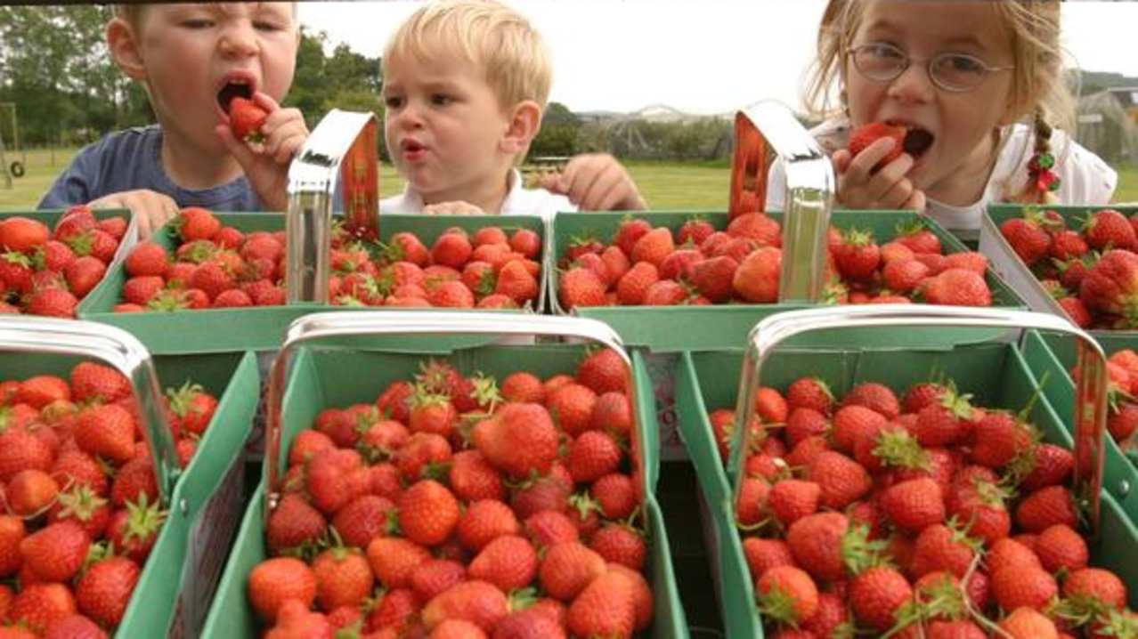 Kids eating strawberries at Cairnie fruit farm