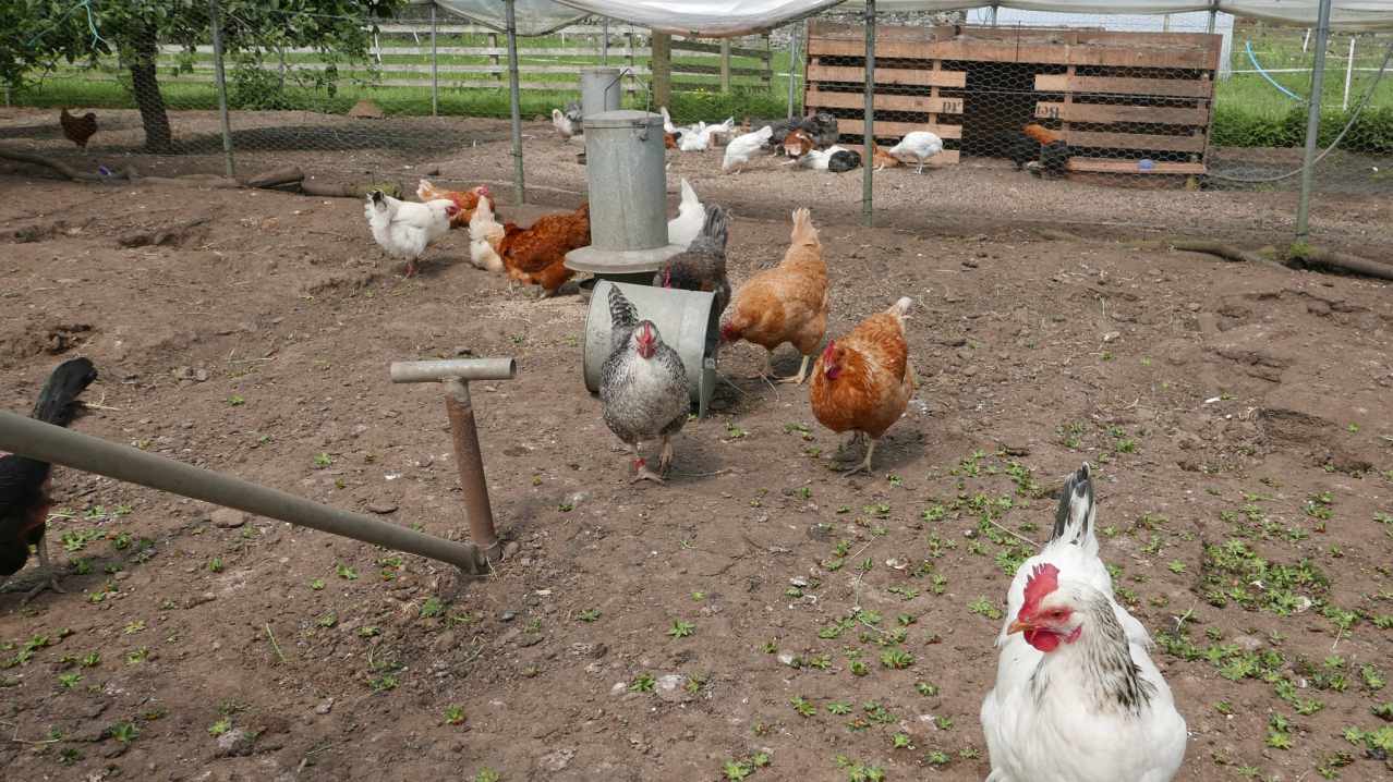Chickens at Craigie's Farm Shop and Cafe in Edinburgh