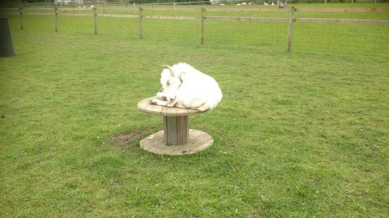 Goat at Paradise Found Educational Farm Park in Sapcote Goat at Paradise Found Educational Farm Park in Sapcote