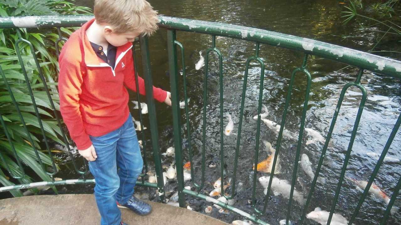 Boy looking at fish at Plantasia Atherstone