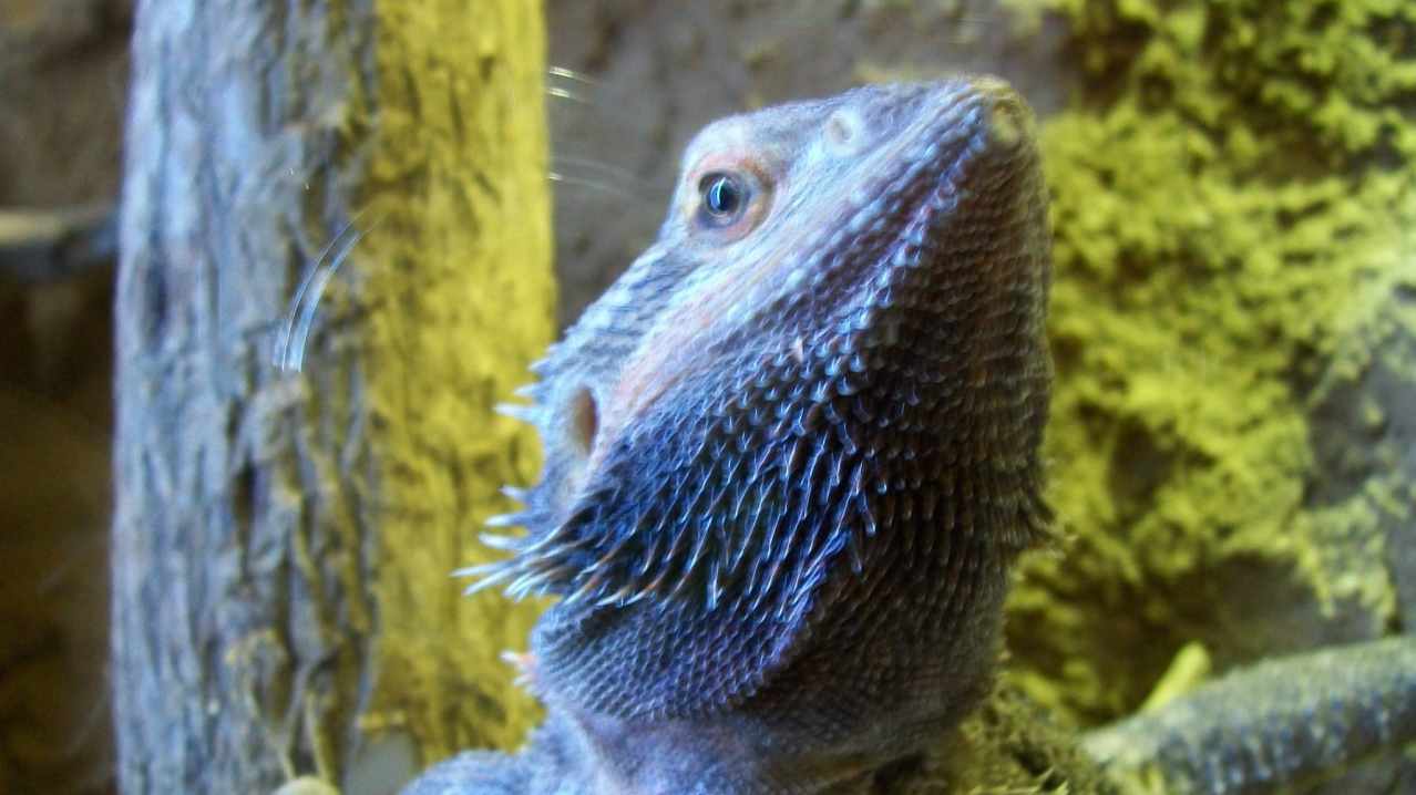 Lizard at Wingham Wildlife Park in Canterbury Lizard at Wingham Wildlife Park in Canterbury