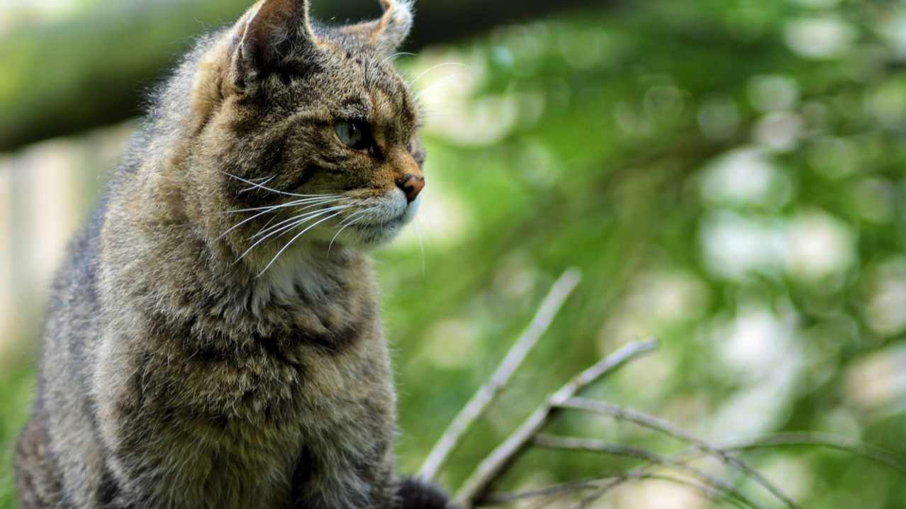 European Wild Cat at Wingham Wildlife Park in Canterbury European Wild Cat at Wingham Wildlife Park in Canterbury