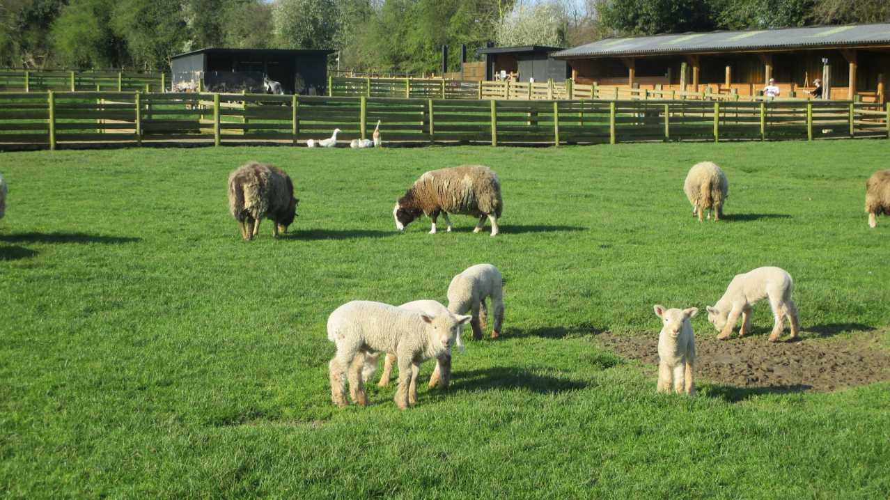 Sheep at Christmas Tree Farm Sheep at Christmas Tree Farm