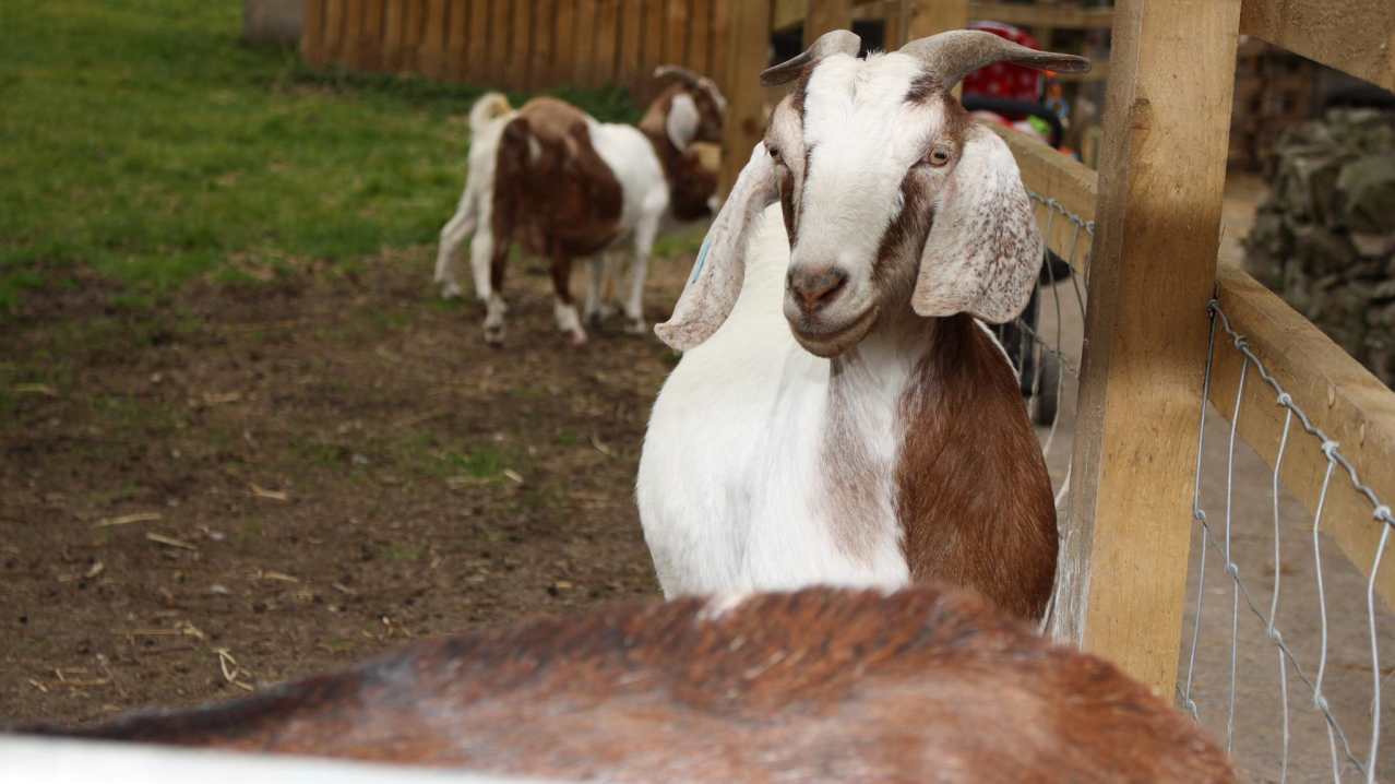 Goats at Windmill Hill City Farm in Bristol Goats at Windmill Hill City Farm in Bristol