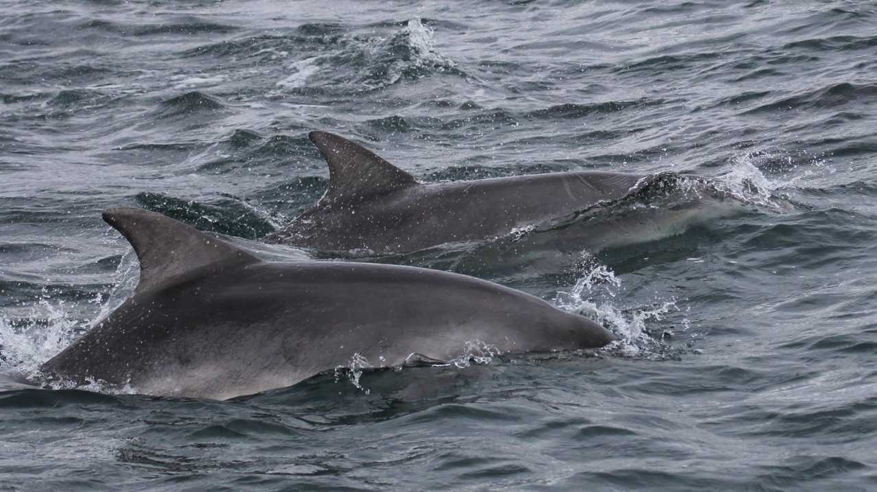 Dolphins swimming by boat at Seaprobe Atlantis in Kyle of Lochalsh Dolphins swimming by boat at Seaprobe Atlantis in Kyle of Lochalsh