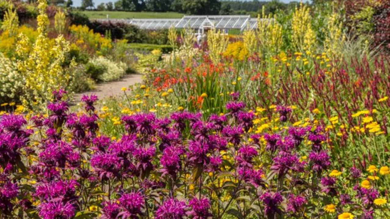 Wild flowers at Helmsley Walled Garden Wild flowers at Helmsley Walled Garden