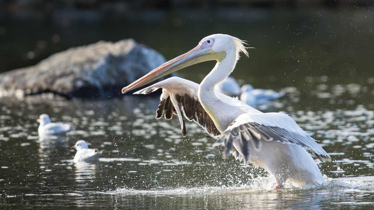 Pelican at Fota Wildlife Park in Carrigtwohill Pelican at Fota Wildlife Park in Carrigtwohill