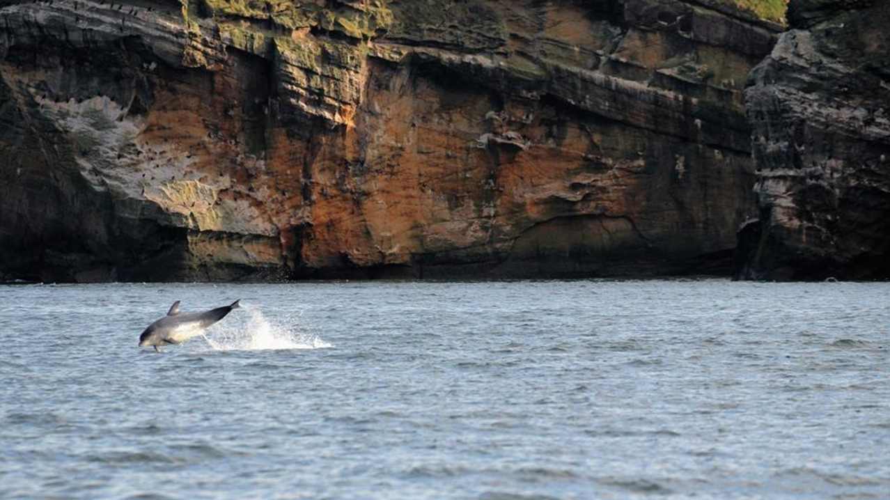 Dolphin at North 58 Sea Adventures in Forres