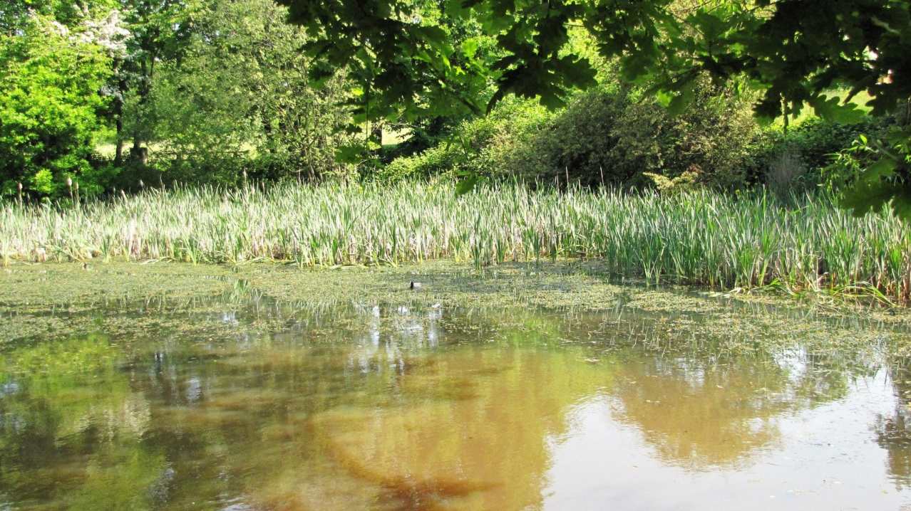 Pond at Pope's Meadow in Bracknell