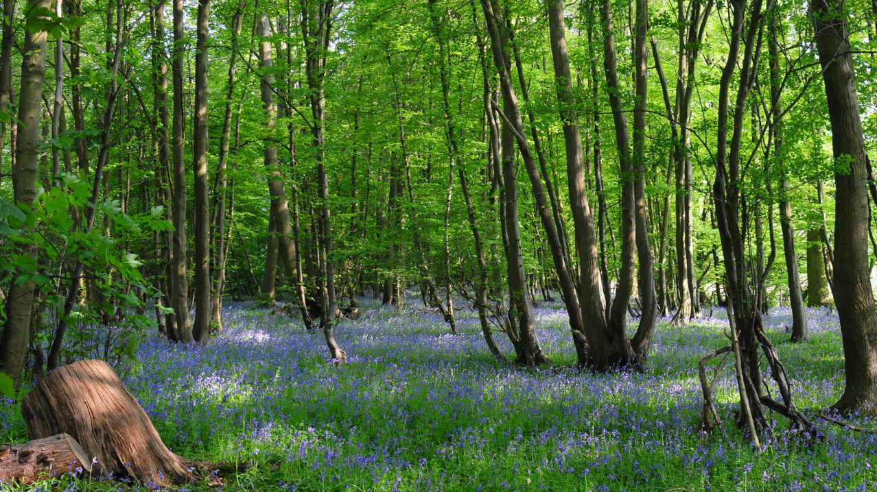 Bluebells at Church Farm in Stevenage Bluebells at Church Farm in Stevenage