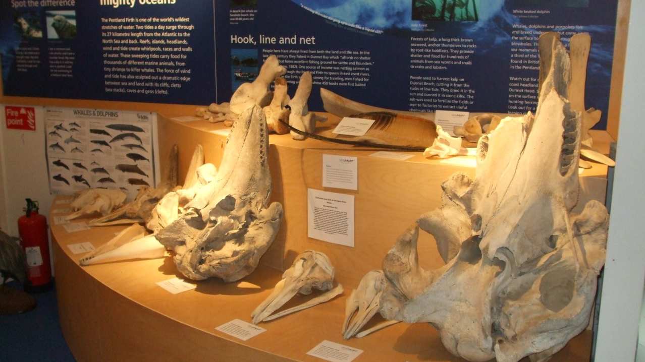 Whale bones at Seadrift-Dunnet Visitor Centre in Wick Whale bones at Seadrift-Dunnet Visitor Centre in Wick