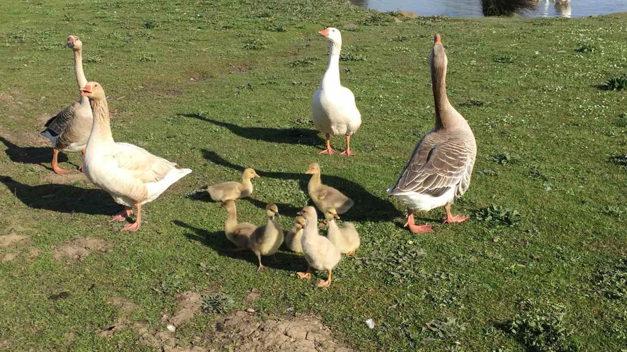 Ducks at Down at the Farm in Houghton Le Spring