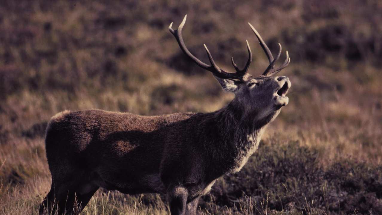 Deer at Highland Safaris in Aberfeldy