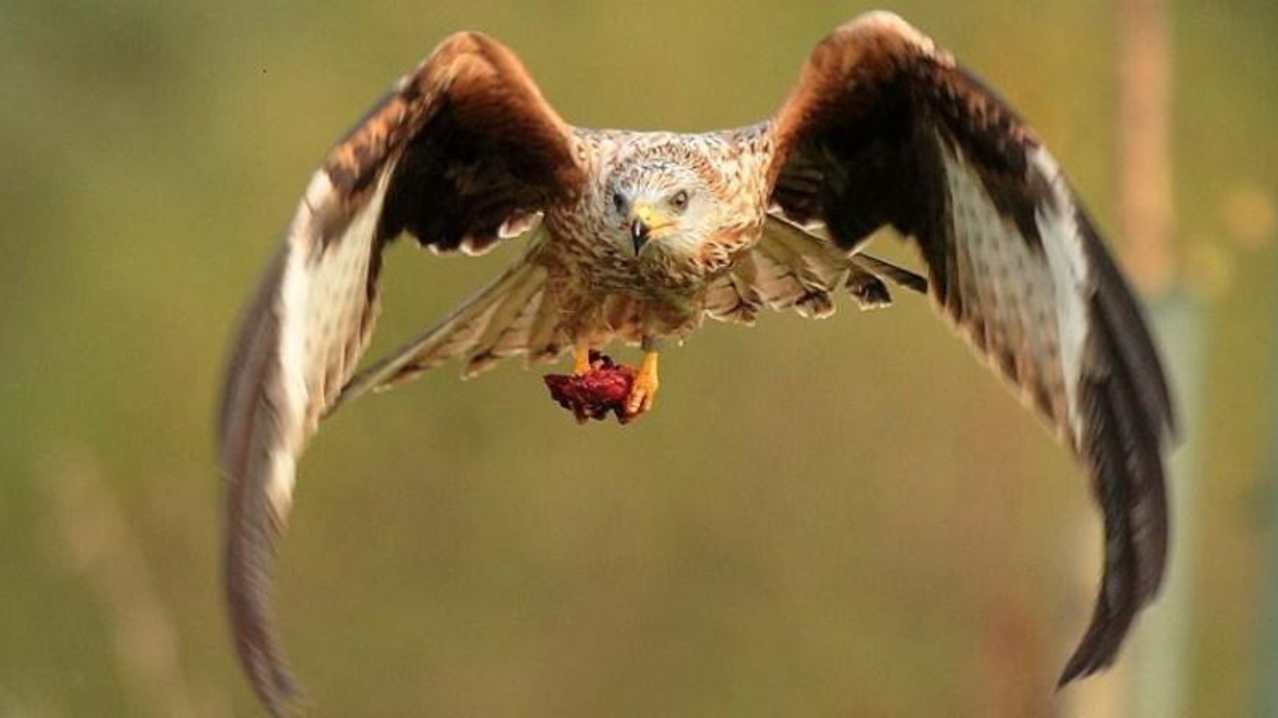 Red Kites at Argaty Red Kites in Doune Red Kites at Argaty Red Kites in Doune