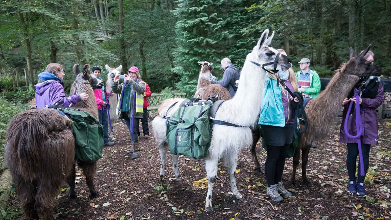 People trekking with llamas at Nidderdale Llamas in Harrogate People trekking with llamas at Nidderdale Llamas in Harrogate