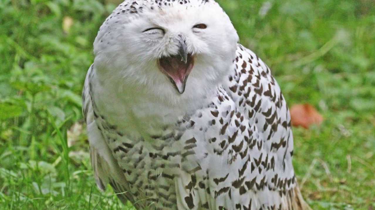 Snow owl at World of Owls in Antrim Snow owl at World of Owls in Antrim