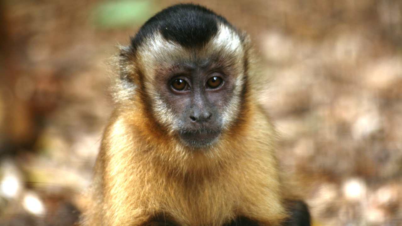 Monkey at Wild Futures Monkey Sanctuary in Looe