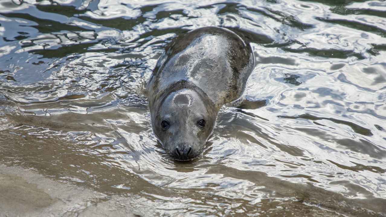 A rescue seal pup at SEA LIFE Scarborough A rescue seal pup at SEA LIFE Scarborough