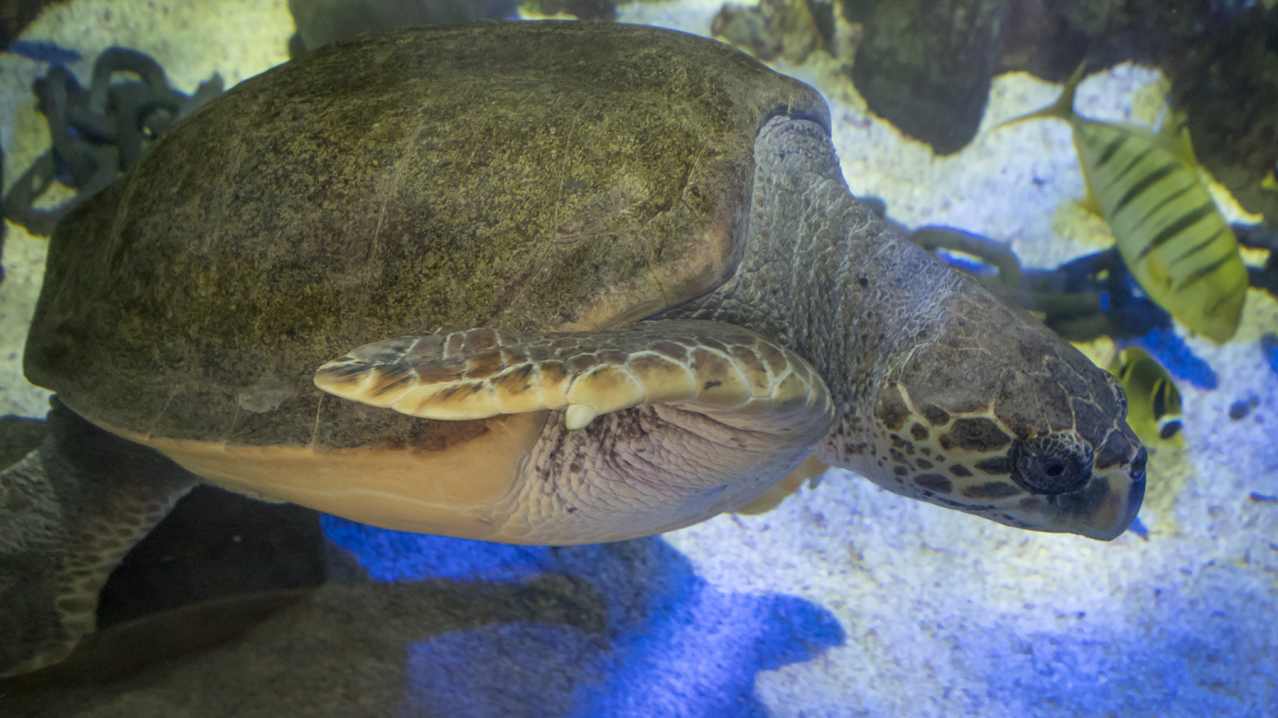 A turtle at SEA LIFE Scarborough A turtle at SEA LIFE Scarborough