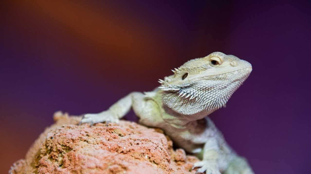 Bearded dragon at St Andrews Aquarium