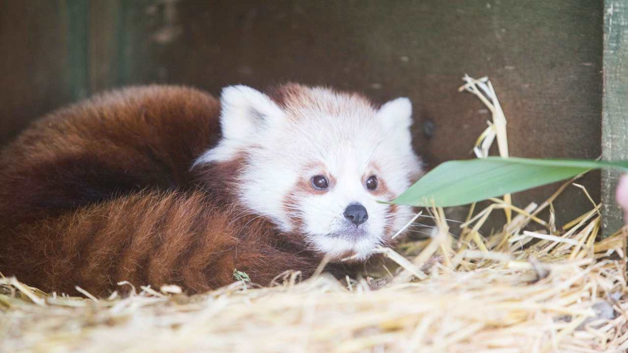 Red panda at Fota Wildlife Park in Carrigtwohill Red panda at Fota Wildlife Park in Carrigtwohill