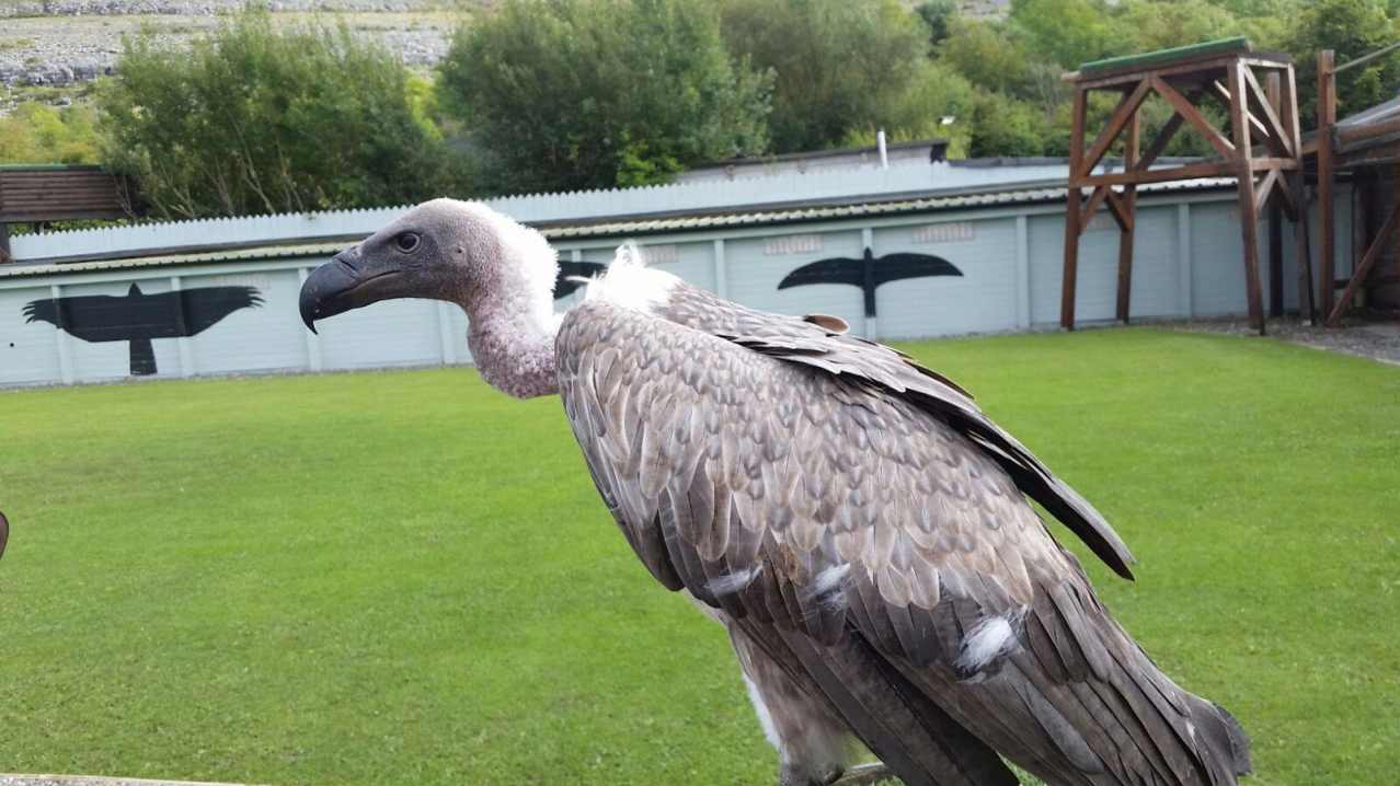 Vulture at Burren Bird of Prey Centre in Ballyvaughan Vulture at Burren Bird of Prey Centre in Ballyvaughan