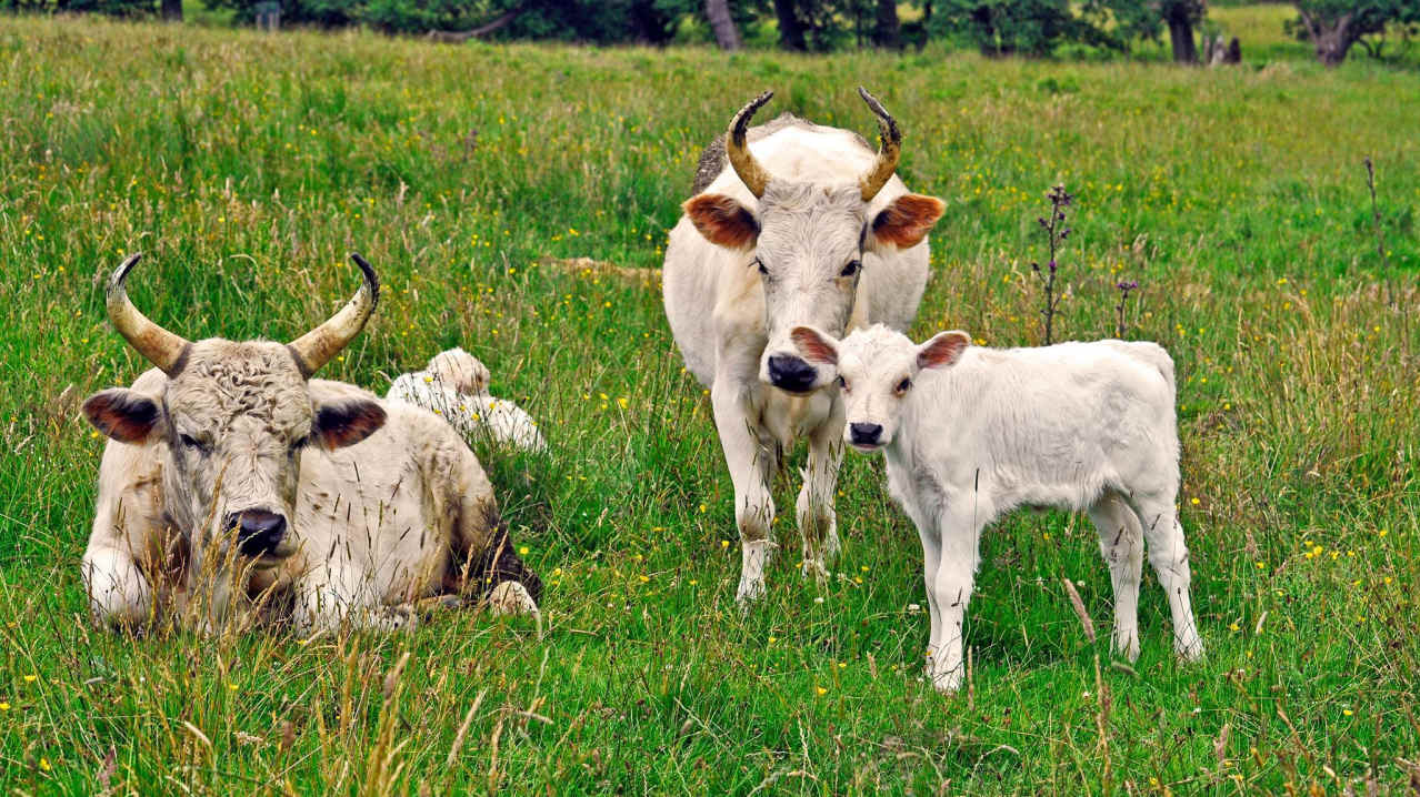 Cows at Chillingham Wild Cattle Park in Alnwick