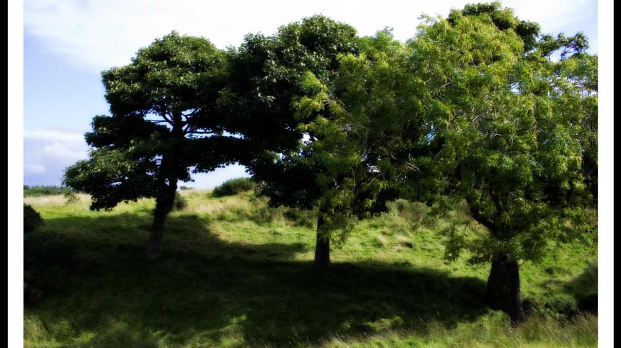 Trees at Gleniffer Braes Country Park in Paisley Trees at Gleniffer Braes Country Park in Paisley