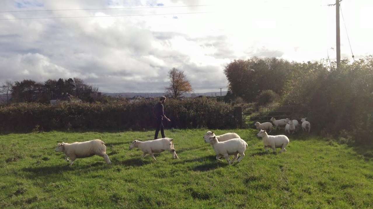 Man and sheep at Rathbaun Farm in Ardrahan Man and sheep at Rathbaun Farm in Ardrahan