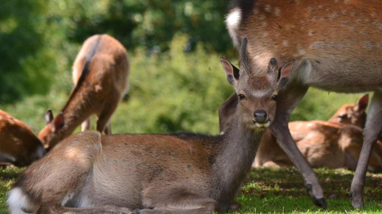 Deer at Innisfallen Island in Killarney Deer at Innisfallen Island in Killarney