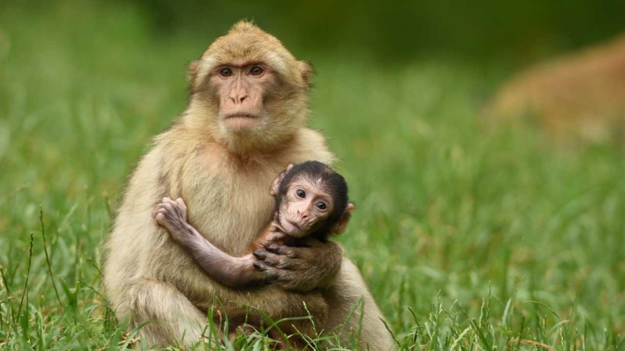A mum and a baby monkey at Trentham Monkey Forest in Staffordshire