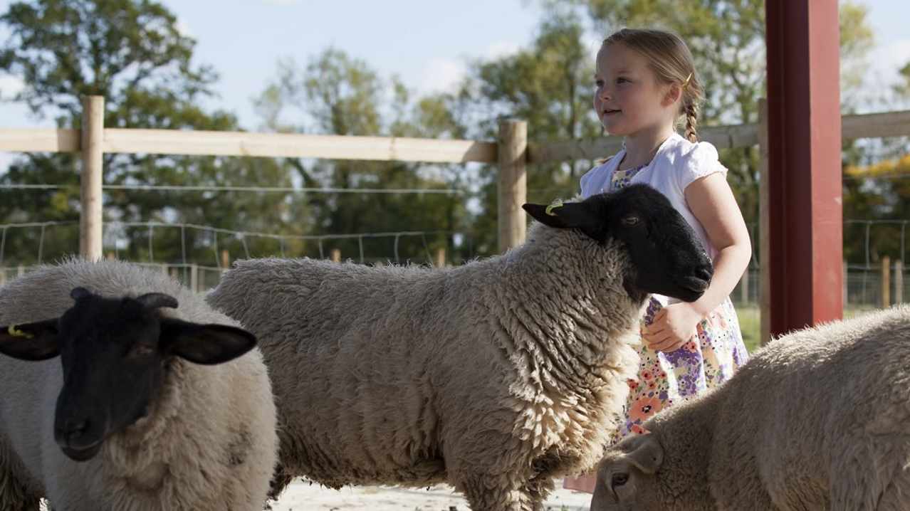 Girl with sheep at Studley Grange Garden and Leisure Park in Swindon