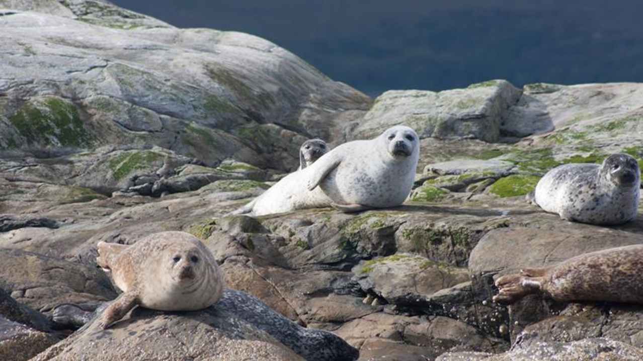 Seals at Calums Plockton Seal Trips Seals at Calums Plockton Seal Trips