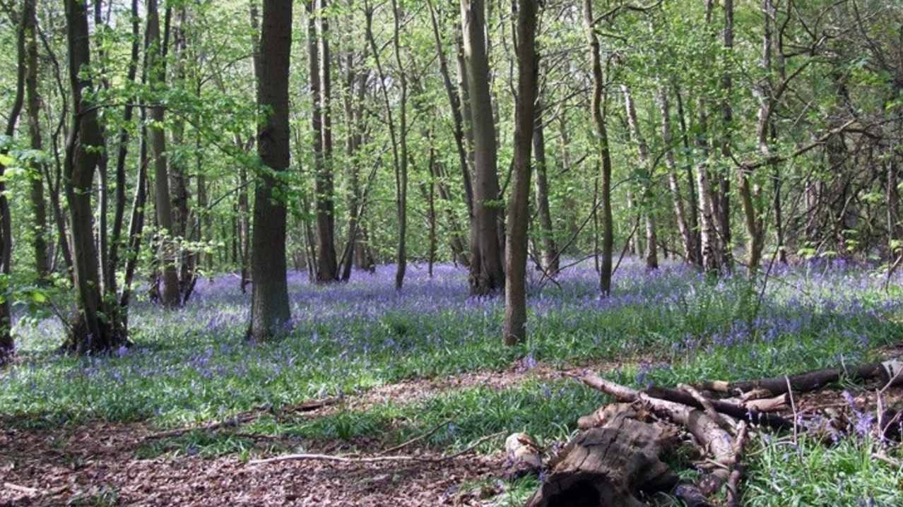 Bluebells at Rufford Abbey Country Park in New Ollerton Bluebells at Rufford Abbey Country Park in New Ollerton