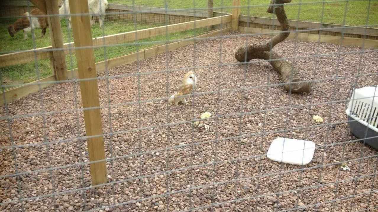 Owl at Paradise Found Educational Farm Park in Sapcote Owl at Paradise Found Educational Farm Park in Sapcote
