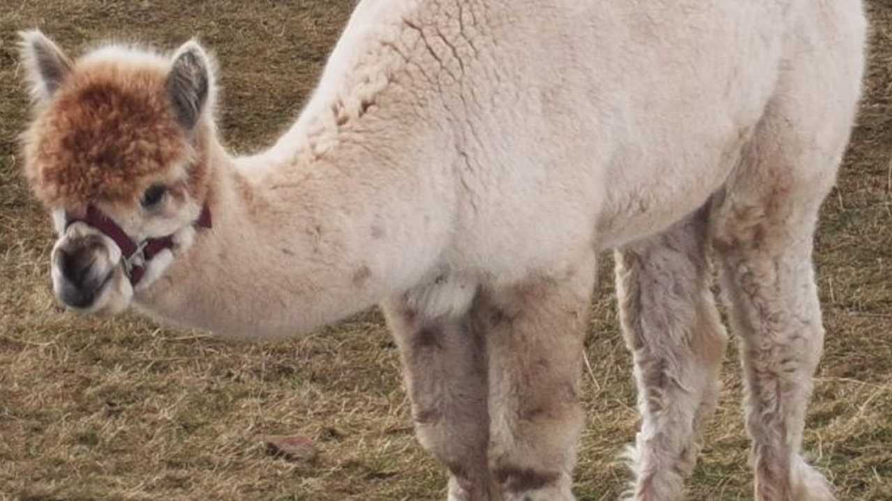 Alpaca at Monreith Animal World in Newton Stewart Alpaca at Monreith Animal World in Newton Stewart
