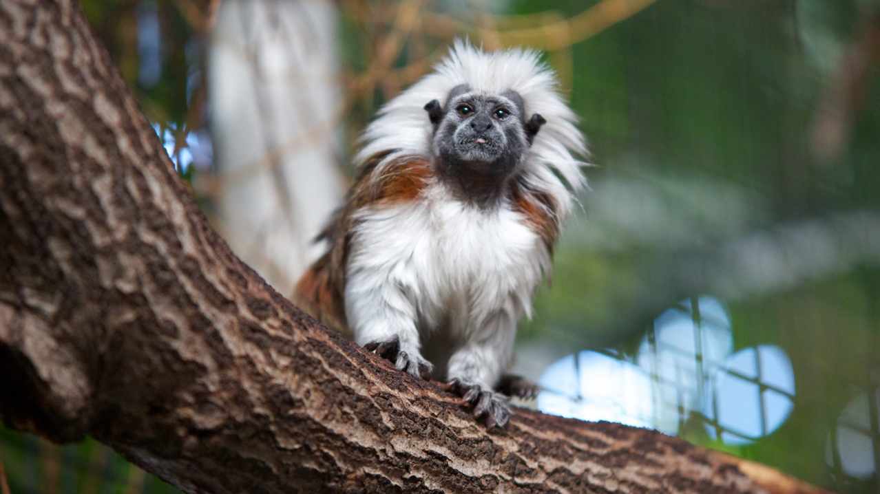 Monkey at Plantasia Atherstone