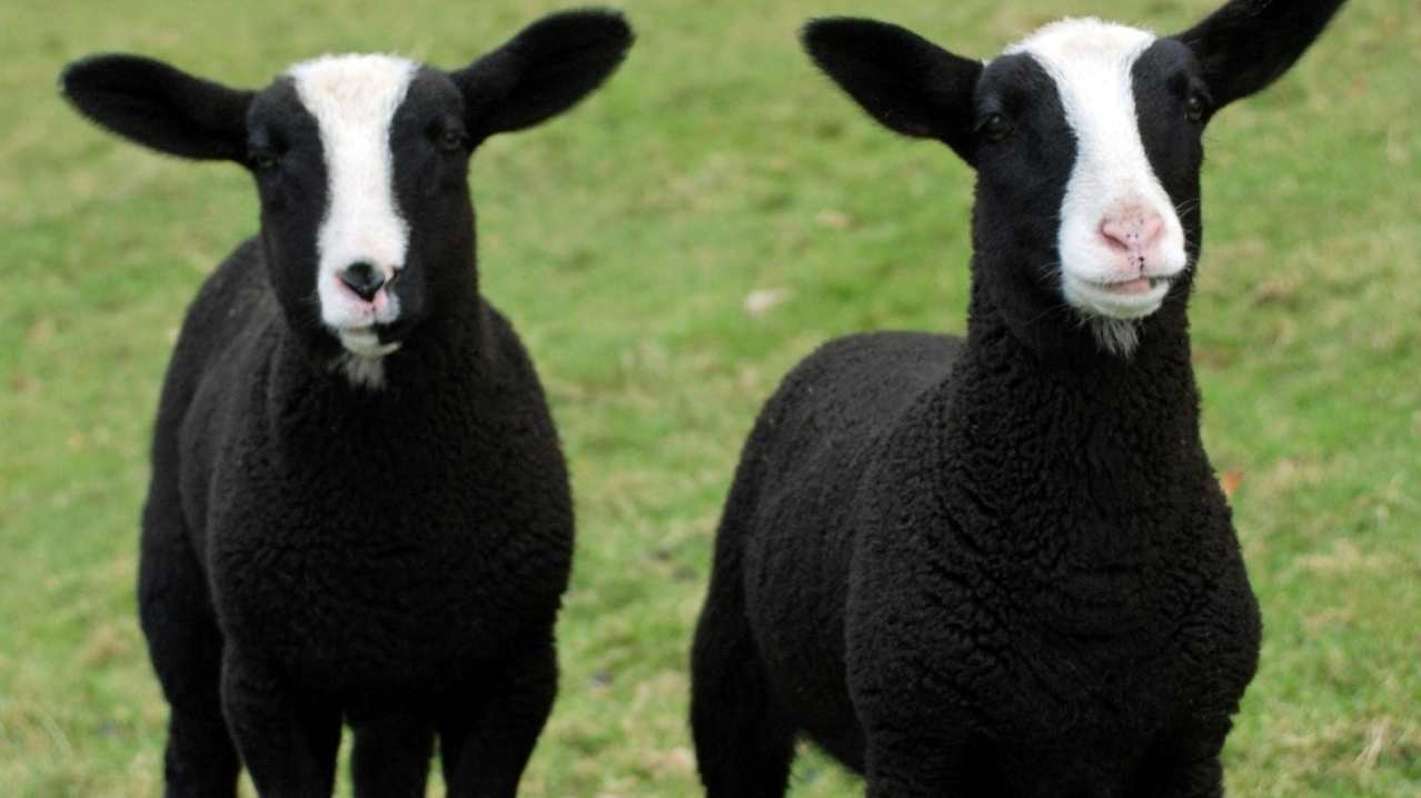 Two goats at Chobham Adventure Farm in Surrey, photo credit Chobham Adventure Farm Instagram
